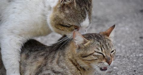 kedi kızgınlığı nasıl giderilir